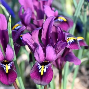 Bulbi de Iris reticulata Purple Hill 1