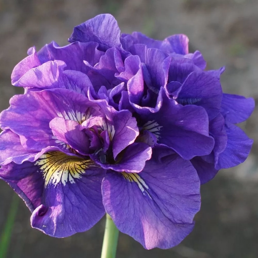 Rizomi de Iris Siberian Double Standard 1