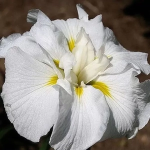 Rizomi de Iris Gold Bound 1