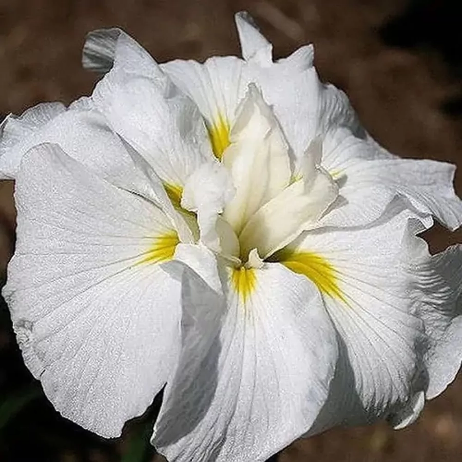 iris-siberian-gold-bound Rizomi de Iris Gold Bound 1