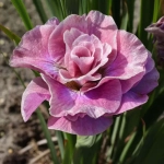 Rizomi de Iris Siberian Pink Parfait 1