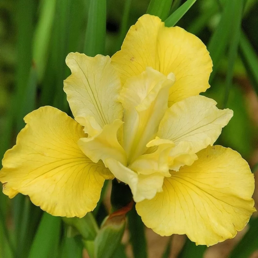 iris-siberian-summer-revels Rizomi de Iris Summer Revels 1