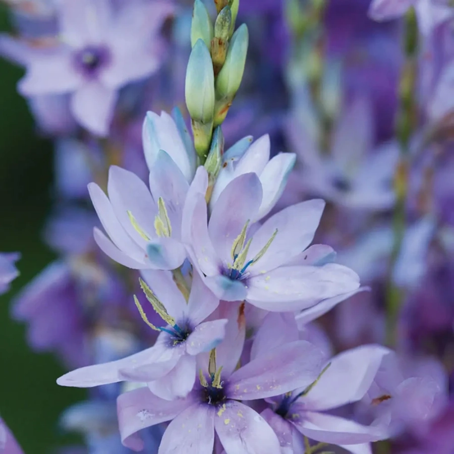 Bulbi de Ixia Bleu Rose 1