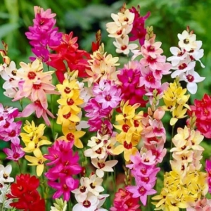 Bulbi de Ixia mix multicolor 1