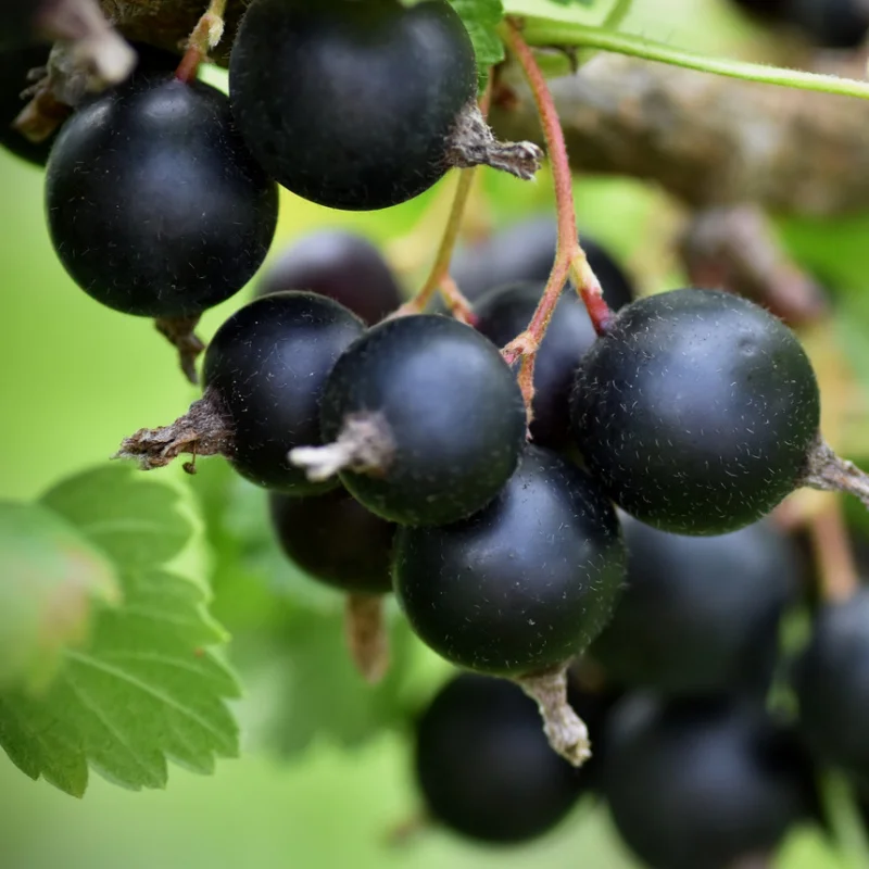 josta-pom-4732 Arbust fructifer - Josta Pom Anul 3 - Inaltime 120 - 150 cu Radacina Impachetata 1