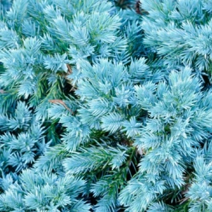 Juniperus Squamanta - Blue Star - Ghiveci 3L - Inaltime 20 - 30 cm 2
