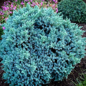 Juniperus Squamanta - Blue Star - Ghiveci 3L - Inaltime 20 - 30 cm 1