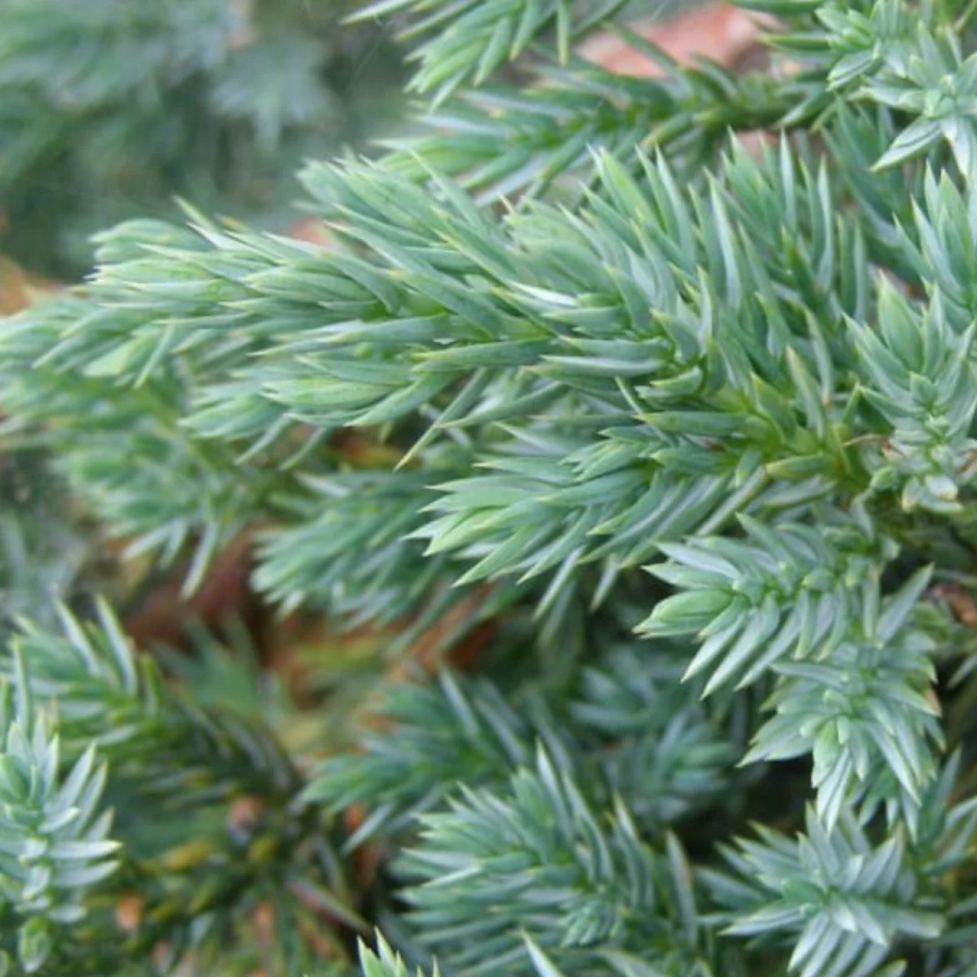 Juniperus Chinensis Blue Alps - Ghiveci 2 L - Inaltime 100 - 120 cm 2