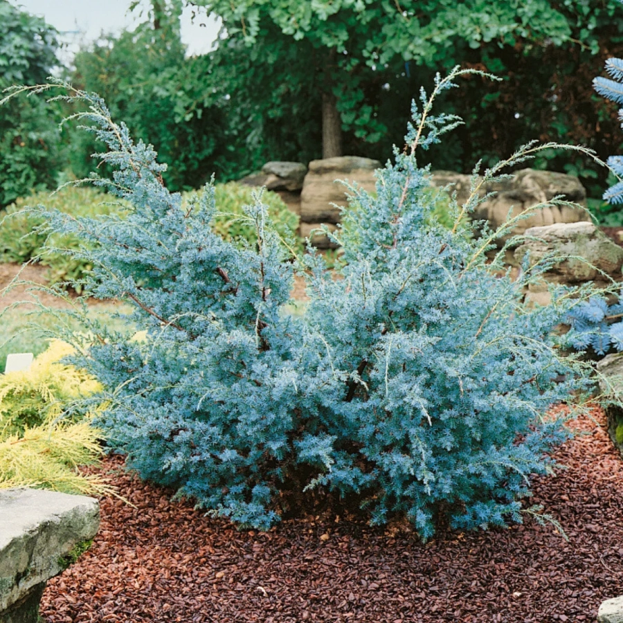 Juniperus Chinensis Blue Alps - Ghiveci 2 L - Inaltime 100 - 120 cm 1