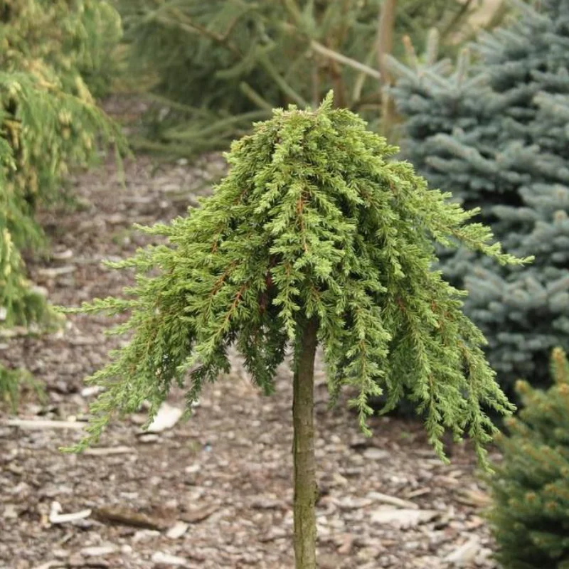 juniperus-greenmantel Juniperus Communis - Greenmantle - Ghiveci 15 L - Inaltime 80 - 100 cm 1
