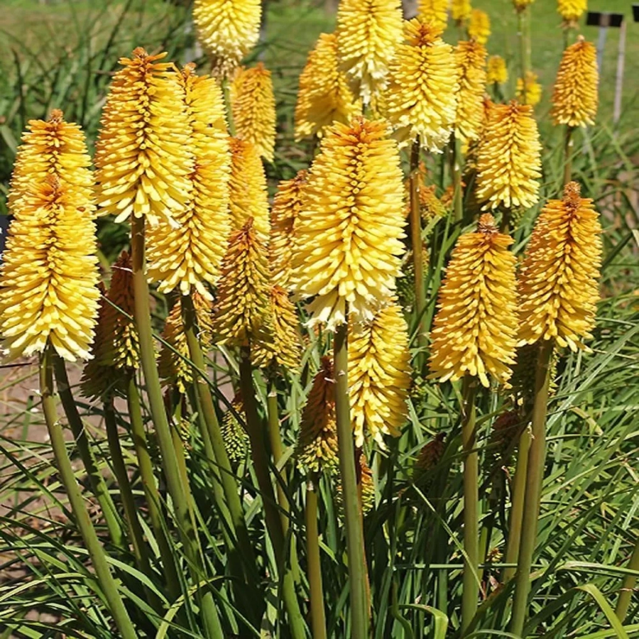 knophia-kniphofia-moonstone Kniphofia Moonstone 1