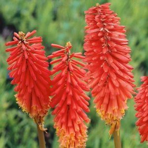 Kniphofia Red 1