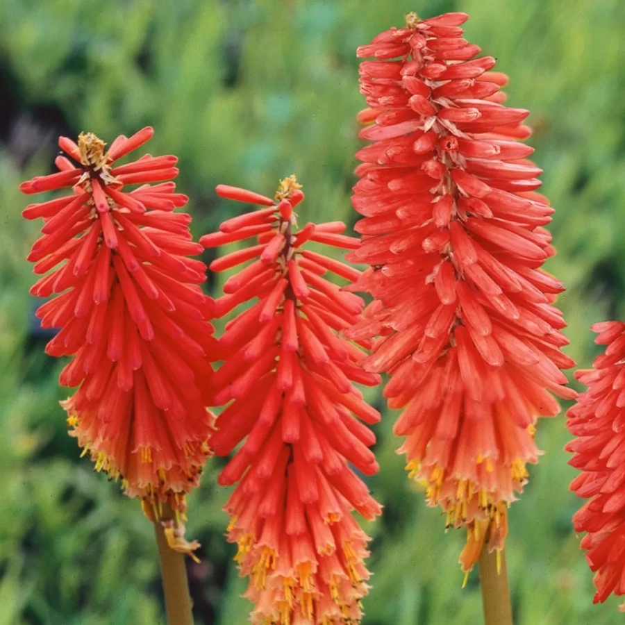 Kniphofia Red 1