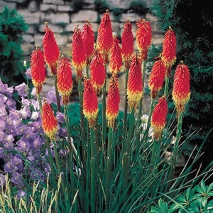 Kniphofia Royal 1