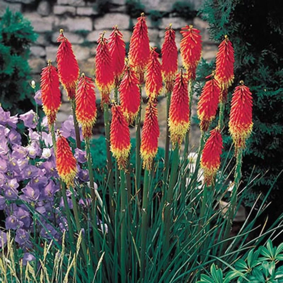 Kniphofia Royal 1