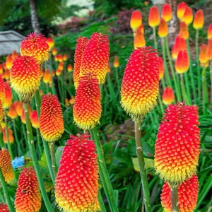 Kniphofia uvaria 1