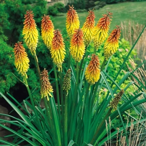Kniphofia Varia Red Hot 1