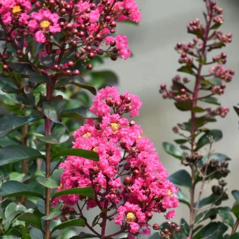 Lagerstroemia Indica - Liliacul Indian Roz - Ghiveci 2 l - Inaltime 20 - 30 cm 2