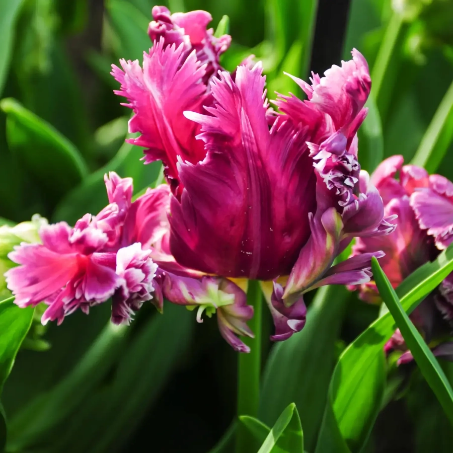 lalele Mysterious Parrot (1)