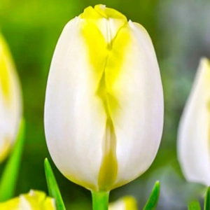 Bulbi de Lalele Bolroyal Silver 1