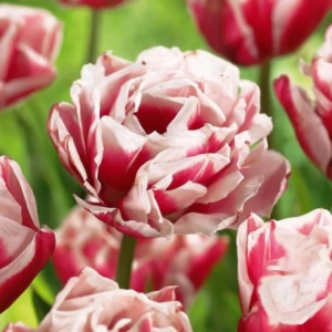 Bulbi de Lalele Horizon 1