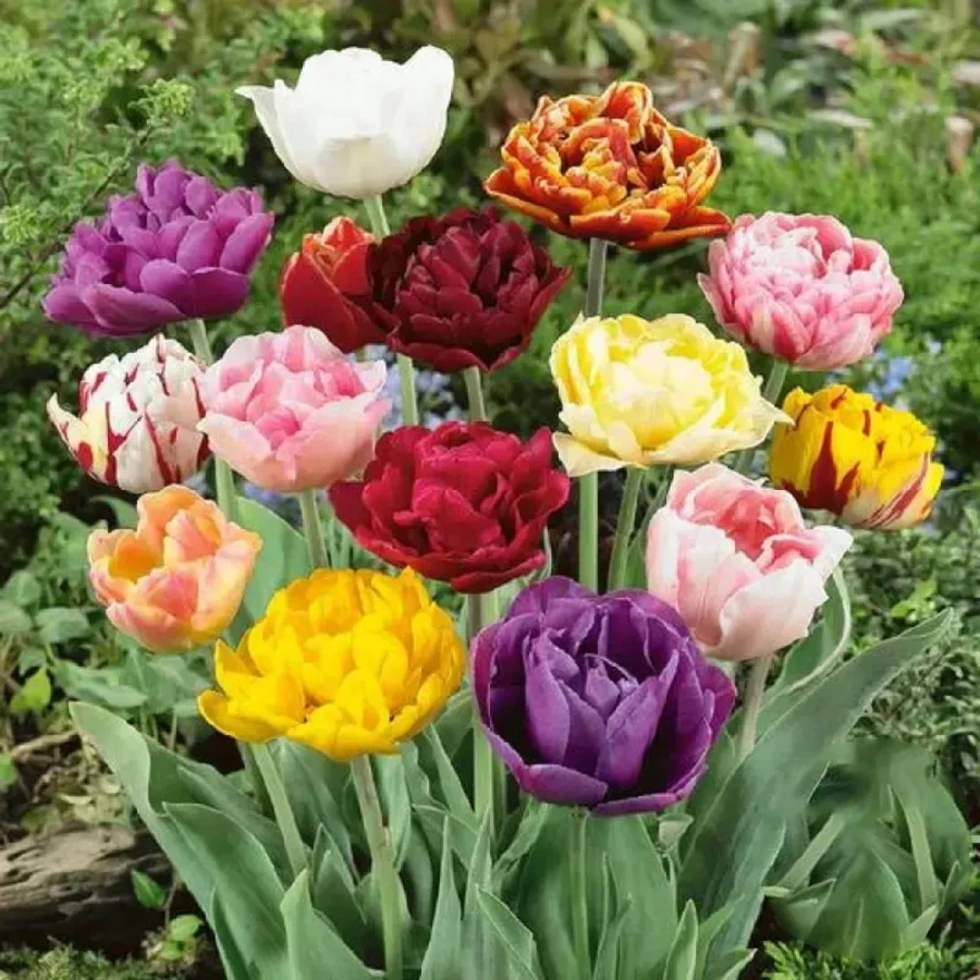 Bulbi de Lalele Mix 9 1