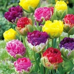 Bulbi de Lalele Mix 7 1