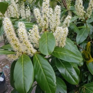 Laur Englezesc - Prunus Laurocerasus Novita - Ghiveci 3 l- Inaltime 40 - 50 cm 2