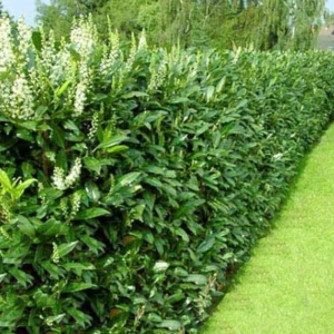 Laur Englezesc - Prunus Laurocerasus Novita - Ghiveci 3 l- Inaltime 40 - 50 cm 1