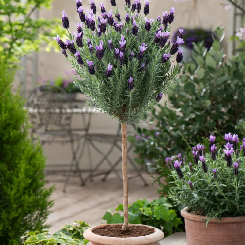 Lavanda Pomisor Anouk - La Ghiveci - Inaltime 50 - 60 cm 1