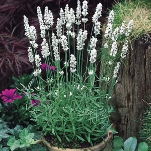 Lavandă Arctic Snow la Ghiveci 1