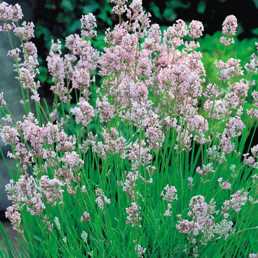 lavanda-rosea Lavandă Rosea la Ghiveci 1