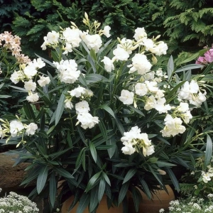 Leandru Tufa - Alb - Ghiveci 5 l - Inaltime 60 - 70 cm 1