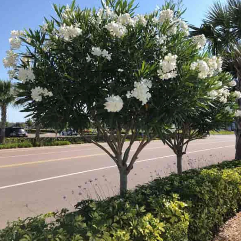 leandru-pomisor-alb1 Leandru Pomisor - Alb - Ghiveci 5 l - Inaltime 60 - 70 cm 1