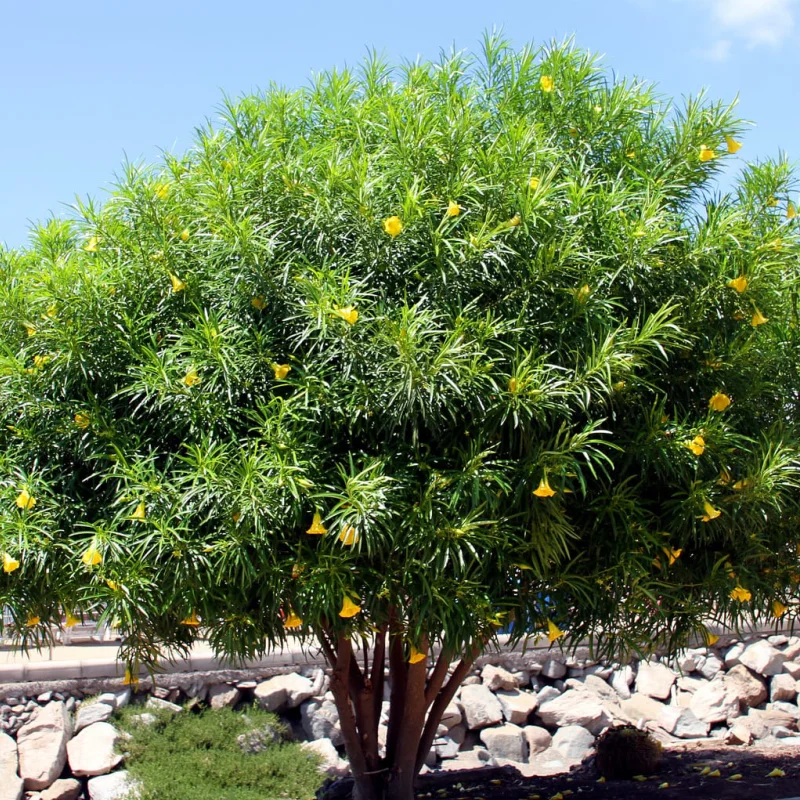 leandru-pomisor-galben-1 Leandru Pomisor - Galben - Ghiveci 5 l - Inaltime 60 - 70 cm 1