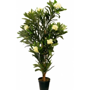 Leandru Pomisor - Galben - Ghiveci 5 l - Inaltime 60 - 70 cm 2