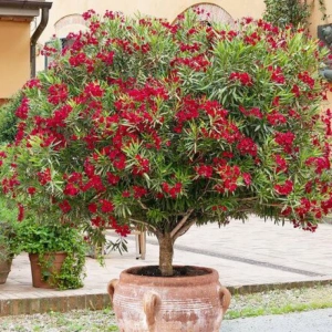 Leandru Pomisor - Rosu - Ghiveci 5 l - Inaltime 60 - 70 cm 1