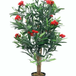 Leandru Pomisor - Rosu - Ghiveci 5 l - Inaltime 60 - 70 cm 2