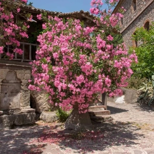 Leandru Pomisor - Roz - Ghiveci 5 l - Inaltime 60 - 70 cm 1