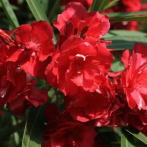 Leandru Tufa - Rosu - Ghiveci 5 l - Inaltime 60 - 70 cm 2