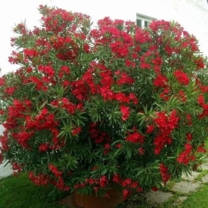 Leandru Tufa - Rosu - Ghiveci 5 l - Inaltime 60 - 70 cm 1