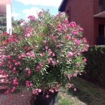 Leandru Tufa - Roz - Ghiveci 5 l - Inaltime 60 - 70 cm 1