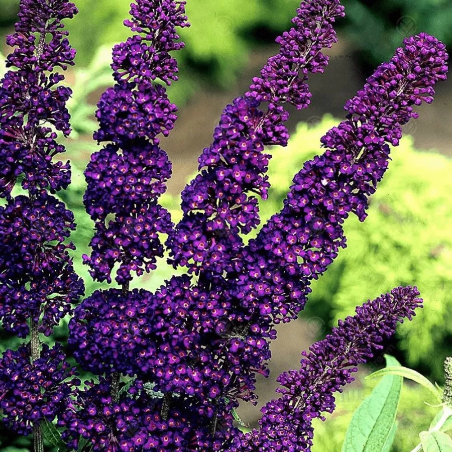 liliac-de-vara-black-knight Buddleja Davidii Black Knight 1