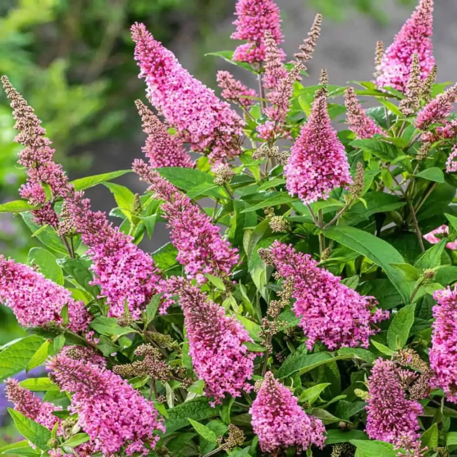 liliac-de-vara-pink-delight-1 Buddleja Davidii Pink Delight 1