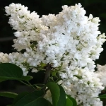 Liliac Lemoine - Ghiveci 2 l - Inaltime 50 - 70 cm 1