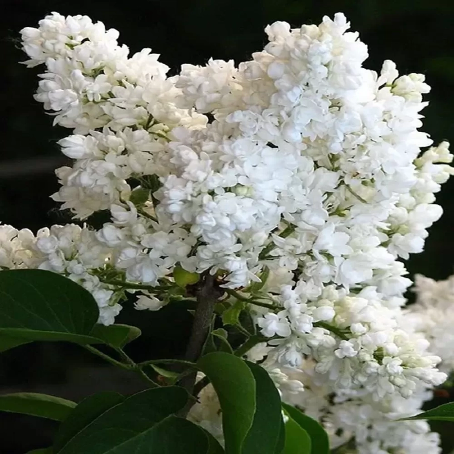 liliac-lemoine Liliac Lemoine - Ghiveci 2 l - Inaltime 50 - 70 cm 1