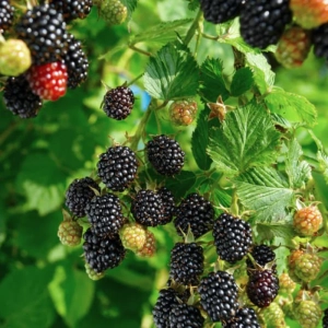 Arbust fructifer - Mur Pomosior Anul 3 - Loch Ness - Inaltime 1 - 1.20 m cu Radacina Impachetata 2