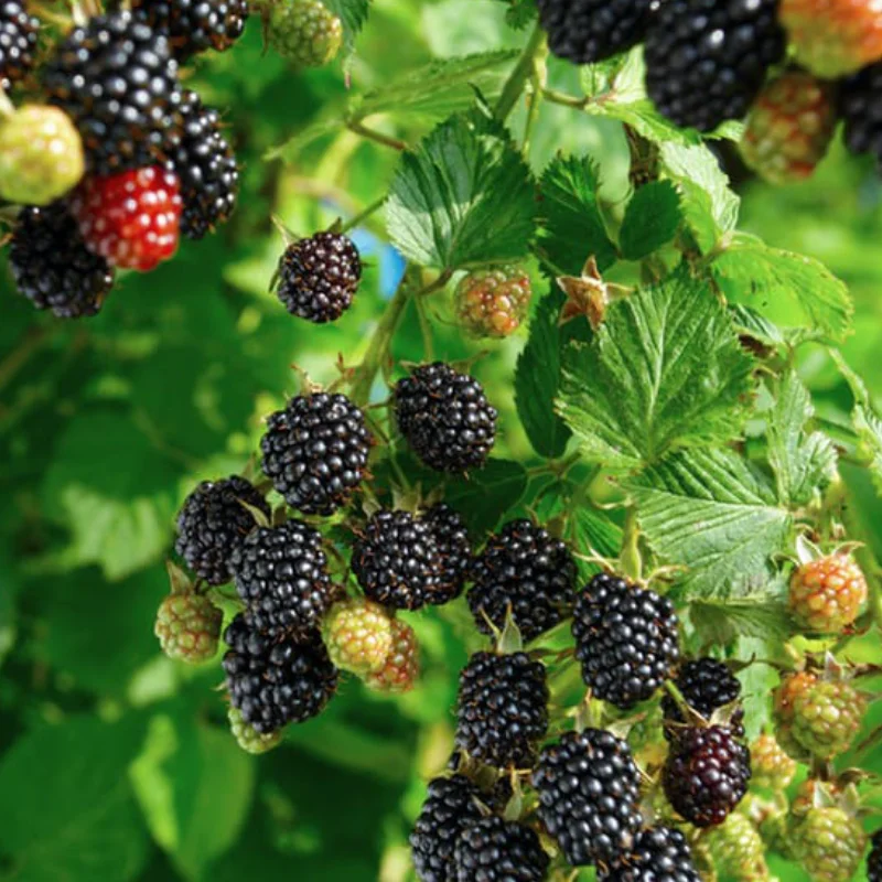 Arbust fructifer - Mur Pomosior Anul 3 - Loch Ness - Inaltime 1 - 1.20 m cu Radacina Impachetata 2