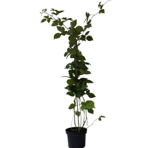 Arbust fructifer - Mur Pomosior Anul 3 - Loch Ness - Inaltime 1 - 1.20 m cu Radacina Impachetata 1