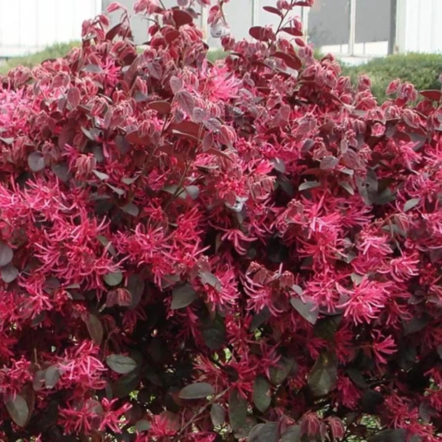 Loropetalum Black Pearl 1